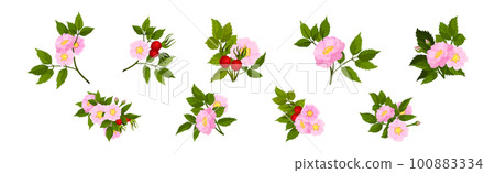 Tender Pink Flowers of Rosa Canina or Dog Rose Plant with Mature Red Rose Hips Vector Set Tender Pink Flowers of Rosa Canina or Dog Rose Plant with Mature Red Rose Hips Vector Set 100883334