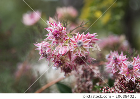 cerulea pretty pink 100884023