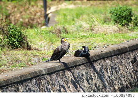 Cormorants dozing in the moat of an ancient burial mound Cormorants dozing in the moat of an ancient burial mound 100884093