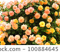 yellow and pink roses 100884645