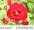 A red rose 100884646