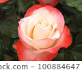 Roses proud 100884647