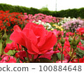 red rose in the rose garden 100884648