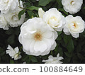 White Rose  100884649