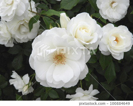 White Rose  100884649