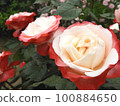 rose with white and red petals 100884650