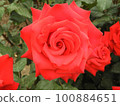 Blooming red roses 100884651