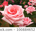 Pink rose in full bloom 100884652