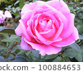 Rose of pink 100884653
