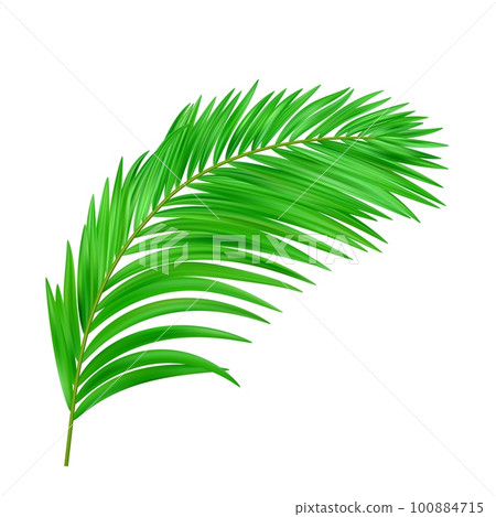 Jungle exotic leaf. tropical leaves Jungle exotic leaf. tropical leaves 100884715