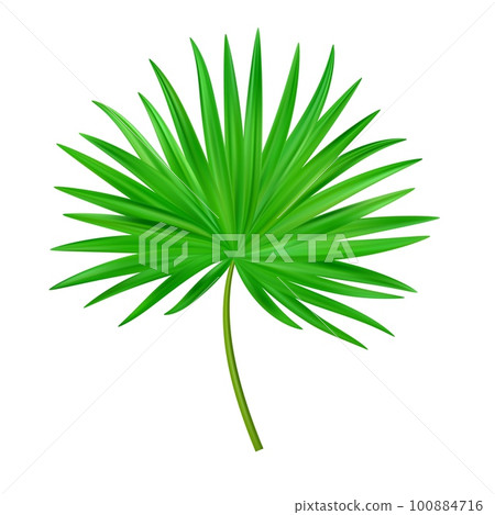 Jungle exotic leaf. tropical leaves 100884716