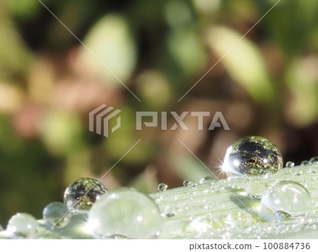 朝露照在樹葉上 Shining water droples on the leaves 朝露照在樹葉上 Shining water droples on the leaves 100884736