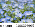 blue nemophila flower garden 100884905