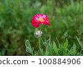 Red Poppy Flower 100884906