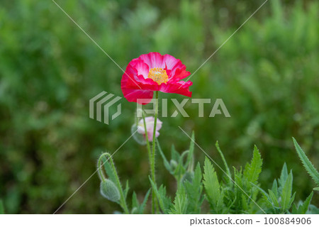 Red Poppy Flower 100884906