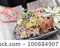 Planting succulent plants 100884907