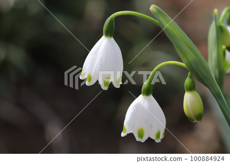 White snowflake flowers blooming in early spring gardens in Japan 100884924