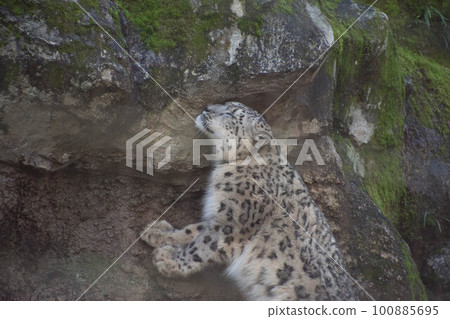 snow leopard climbing rocks 100885695