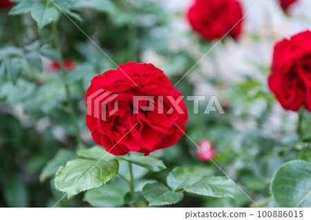 Red rose flower 100886015