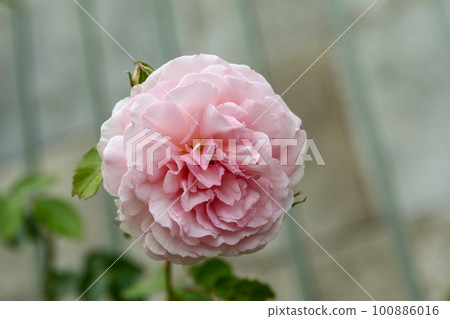pink rose flower in a garden 100886016