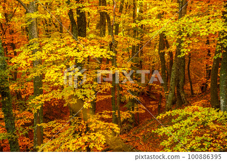 Beautiful autumn landscape with yellow trees and leaves. Colorful foliage 100886395