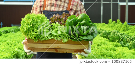 Farmer holding a wooden crate with green oak, rat oak, butterhead and green coral. Business agriculture concept Farmer holding a wooden crate with green oak, rat oak, butterhead and green coral. Business agriculture concept 100887105