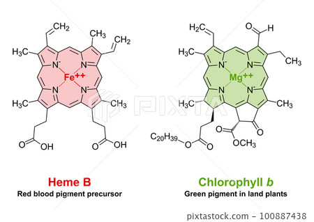 Heme and chlorophyll similarities in chemical structure. A plane porphyrin ring with 4 nitrogen atoms, binding an iron atom for the red blood pigment, and a magnesium atom for the green plant pigment. 100887438