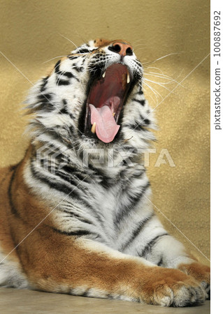 zoo is boring, tiger 100887692
