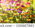 Summer blurred natural background. Defocused bright colorful flowers. Abstract colorful bokeh 100887883