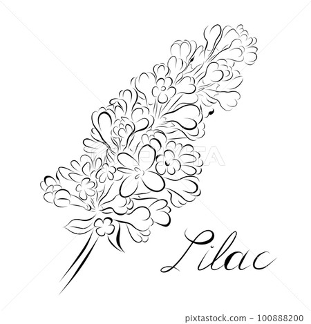 Continuous line drawing. line art lilac Vector Continuous line drawing. line art lilac Vector 100888200