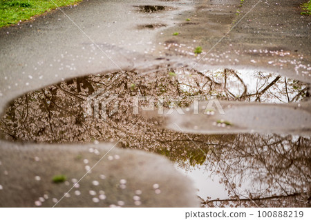 雨中八景水穀公園春季櫻花盛開的景色 100888219