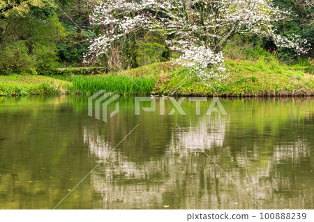 Scenery of spring cherry blossoms blooming in Hakkei Mizutani Park in the rain 100888239