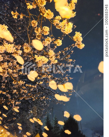 Cherry blossoms and petals on the windshield 100888348