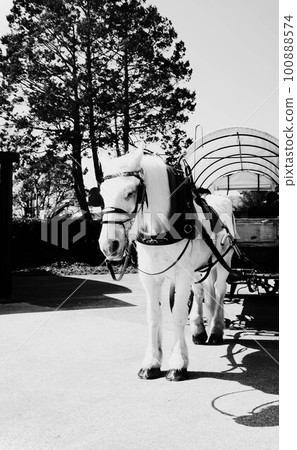 Horse-drawn carriage in motion A photo with clear contrast Yufuin Tsuji carriage Yufuin Tourist destination Yufuin Horse-drawn carriage in motion A photo with clear contrast Yufuin Tsuji carriage Yufuin Tourist destination Yufuin 100888574