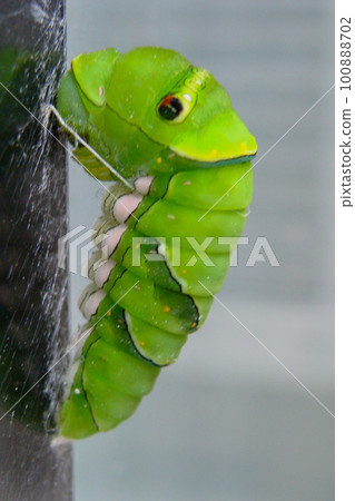 The larvae of the swallowtail butterfly pupate and become a beautiful adult. The larvae of the swallowtail butterfly pupate and become a beautiful adult. 100888702
