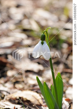  White flower 100888927