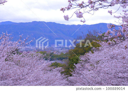 Cherry blossoms and sky landscape 100889014