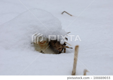 Big mushrooms under the snow in the winter forest 100889033