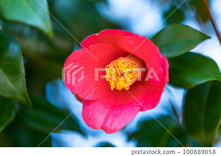 Red camellia flower in Nagaike Park, Hachioji, Tokyo, Japan 100889058