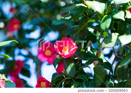 Red camellia flower in Nagaike Park, Hachioji, Tokyo, Japan 100889065