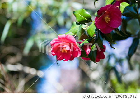 Red camellia flower in Nagaike Park, Hachioji, Tokyo, Japan Red camellia flower in Nagaike Park, Hachioji, Tokyo, Japan 100889082