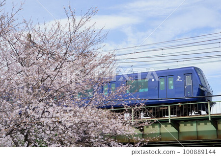 Cherry Blossoms and Sotetsu Line Train (Tokyu Meguro Line/Subway Direct Train) Cherry Blossoms and Sotetsu Line Train (Tokyu Meguro Line/Subway Direct Train) 100889144