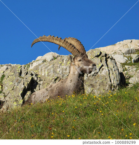 Alpine ibex resting on a meadow with wildflowers in the Swiss Alps Alpine ibex resting on a meadow with wildflowers in the Swiss Alps 100889299