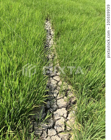 rice plant in the field rice plant in the field 100889939