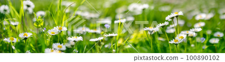 Panoramic view of the blooming daisies on the spring field. Panoramic view of the blooming daisies on the spring field. 100890102