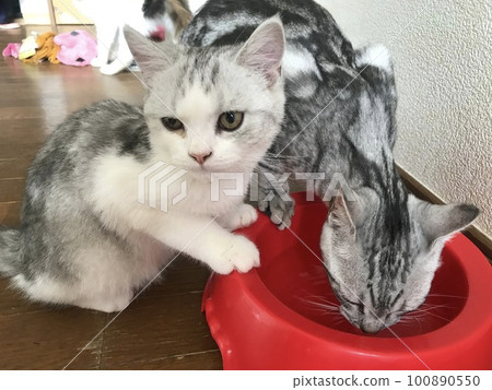 兩隻貓喝水 兩隻貓喝水 100890550