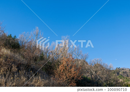 Morning scenery with blue sky and white clouds and early blooming Kawazu cherry blossoms with Aso Gogaku 100890710