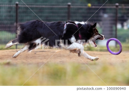 狗在跑狗場玩耍 狗在跑狗場玩耍 100890940