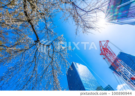 Cityscape of Tokyo, Japan View of weeping cherry blossoms in front of Hachiko, buildings, station demolition work, etc. against the blue sky in Shibuya = March 20 Cityscape of Tokyo, Japan View of weeping cherry blossoms in front of Hachiko, buildings, station demolition work, etc. against the blue sky in Shibuya = March 20 100890944
