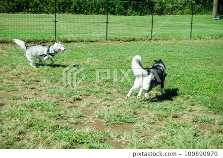 Dogs playing in a dog run Dogs playing in a dog run 100890970